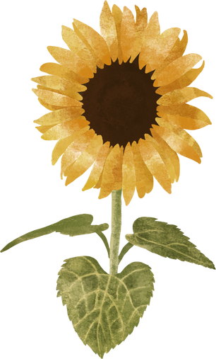 Watercolor Sunflower Illustration